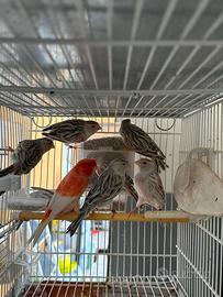 Canarini Agata mosaico rosso