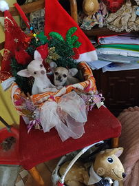 Tiffany e Gina chihuahua mini Toy cucciole