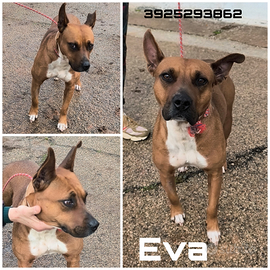 Una famiglia per questa dolcezza fatta cane