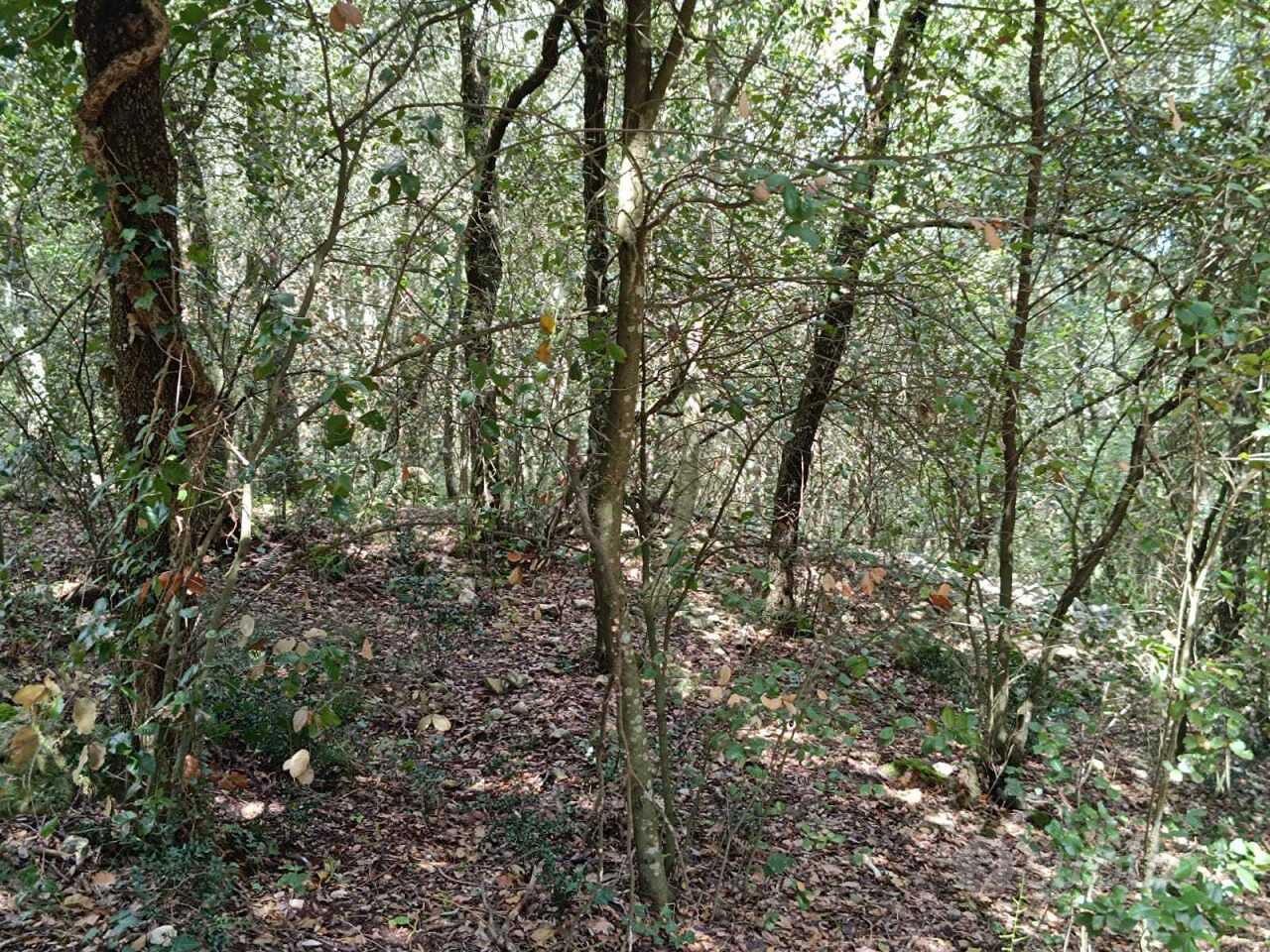 Bosco a Amelia - Altro