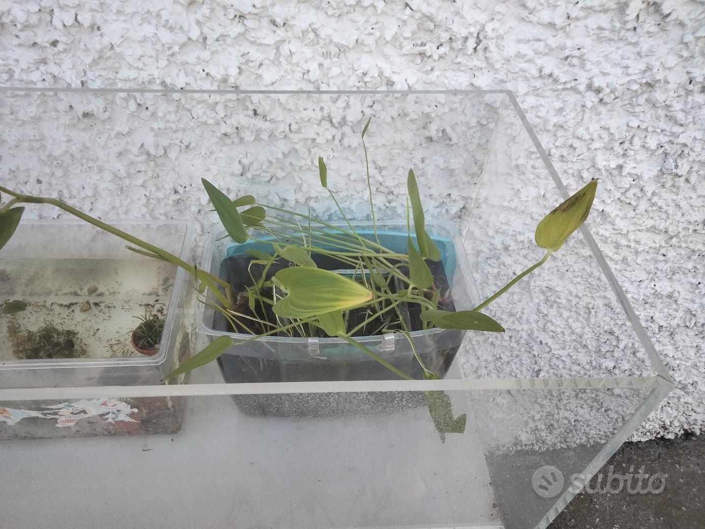 Vaso Piante Acquatiche Galleggiante Cesto Galleggiante Per Laghetto Velda - 35cm Quadrato, In Tessuto Nero, Per Piante Acquatiche E Isolotti Da