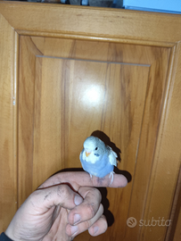 Cocoriti allevati a mano