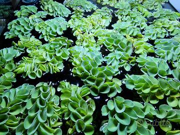 7X Salvinia Cucullata Pianta Galleggiante Acquario