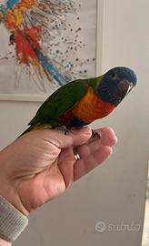 Lori arcobaleno allevati a mano