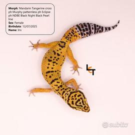 Geco leopardino