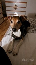 Jack russel per accoppiamento