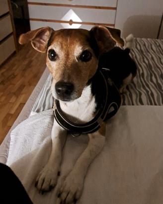 Jack russel per accoppiamento