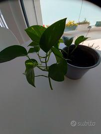 vasi di piantine  pothos