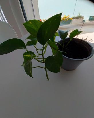 vasi di piantine  pothos