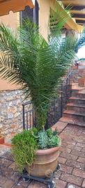 Pianta phoenix canariebais
