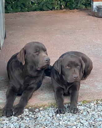 Labrador Retrievers chocolate