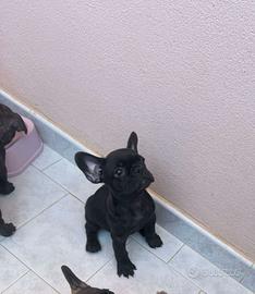 Bulldog francese