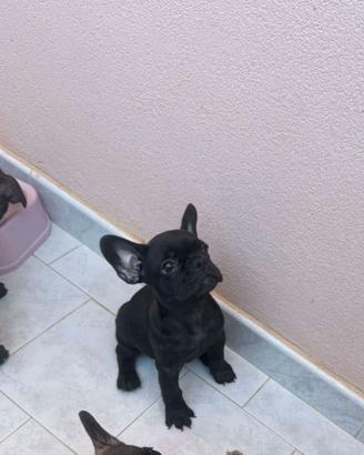 Bulldog francese