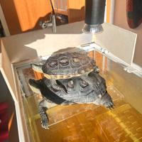 Tartarughe Mauremys Sinensis