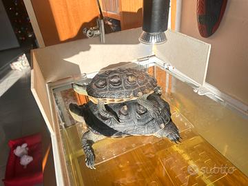 Tartarughe Mauremys Sinensis