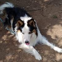 Border Collie nati il 02 Marzo 2026