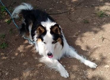 Border Collie nati il 02 Marzo 2026