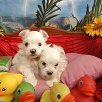 Bianchi Piccoli Piccoli Taglia Molto Piccola Toy