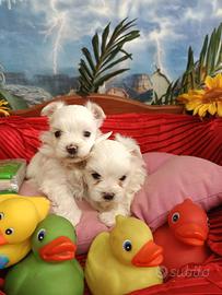 Bianchi Piccoli Piccoli Taglia Molto Piccola Toy