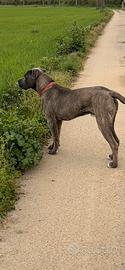 Cane corso