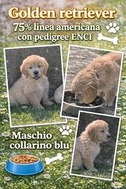 Golden retriever con pedigree ENCI 75% americani