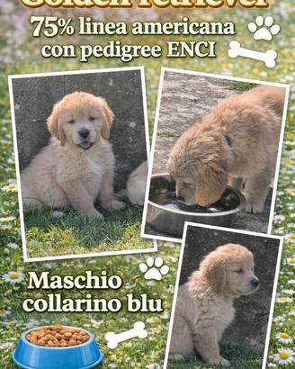 Golden retriever con pedigree ENCI 75% americani