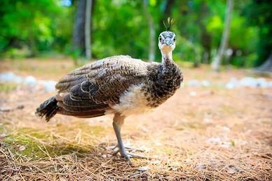 Giovane Pavone Maschio