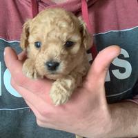 Maltipoo