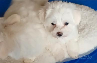 Cuccioli maltesi
