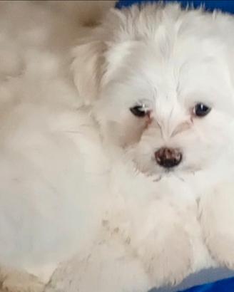Cuccioli maltesi