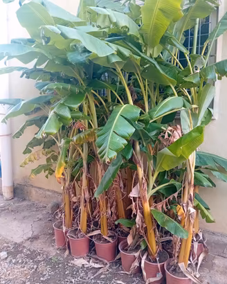 piante di banano