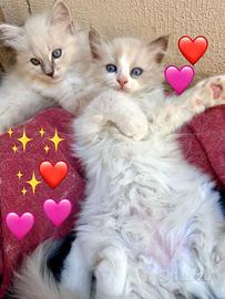 Soffici cucciole ragdoll