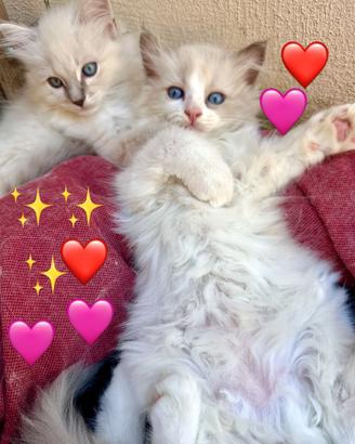 Soffici cucciole ragdoll