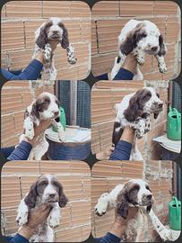 Cuccioli di springer spaniel