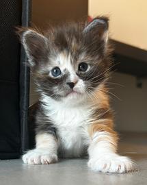 Maine coon