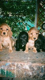Cocker spaniel inglese