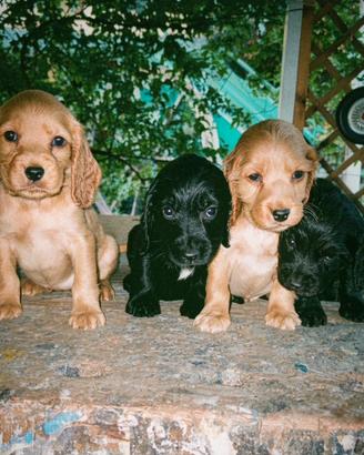 Cocker spaniel inglese