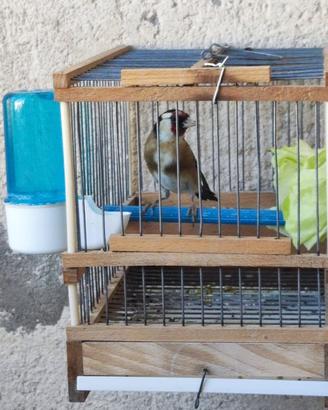 Cardellino
