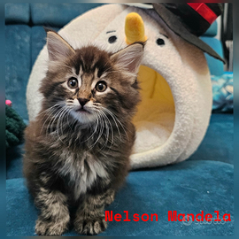 Cuccioli di Norvegesi delle foreste