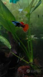 Guppy Dumbo Red tail