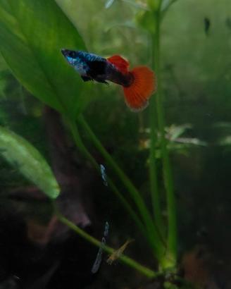 Guppy Dumbo Red tail