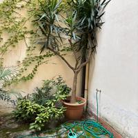 Yucca elephantipes (tronchetto della felicità)