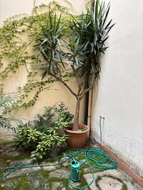 Yucca elephantipes (tronchetto della felicità)