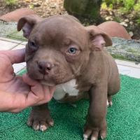 American Exotic Bully Micro