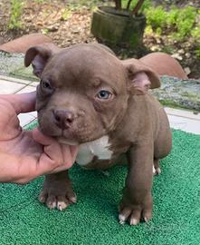 American Exotic Bully Micro