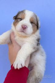 Cucciolo pastore australiano