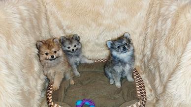 Pomerania spitz nano cuccioli