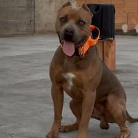 Disponibile per Monta