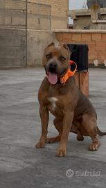 Disponibile per Monta