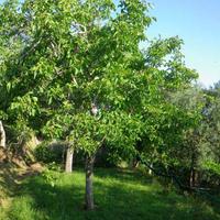 Alberi di Noce